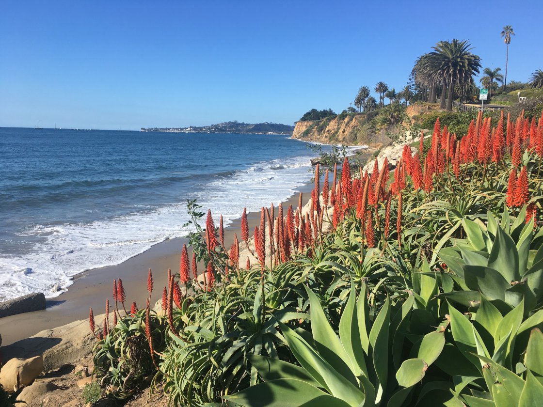 Santa Barbara coastline with wildflowers in bloom
