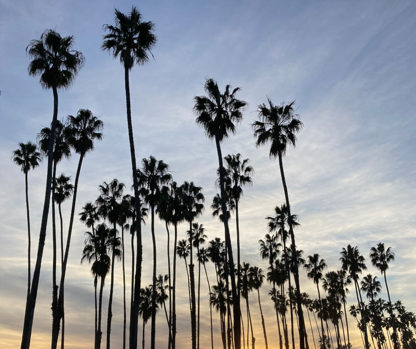 Palm trees at sunset in Santa Barbara